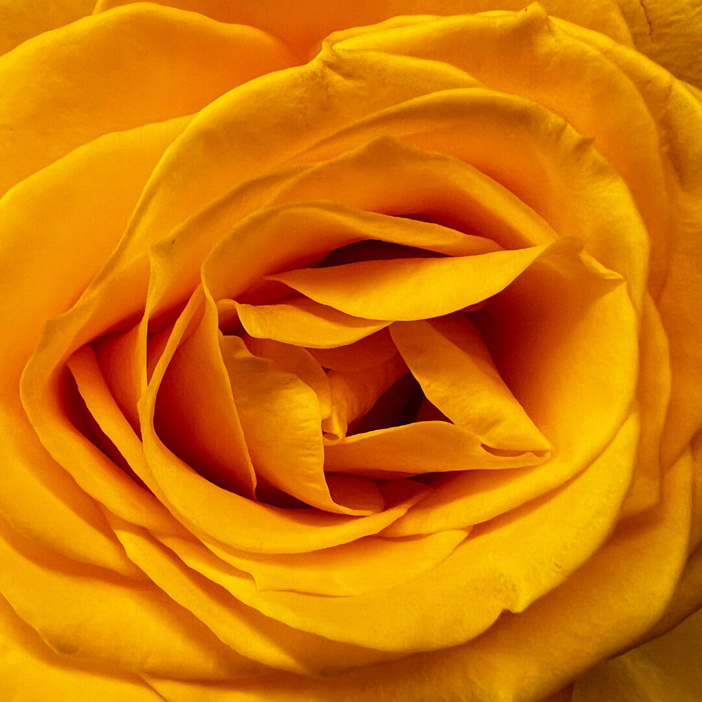 Classic Rose Subscription